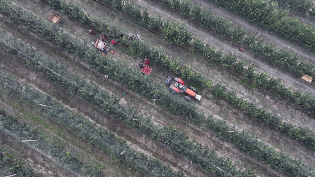 Kayseri'de hasat edildi: 90 bin tonunu satın almak için Kanada, Rusya ve Hindistan sıraya girdi 1